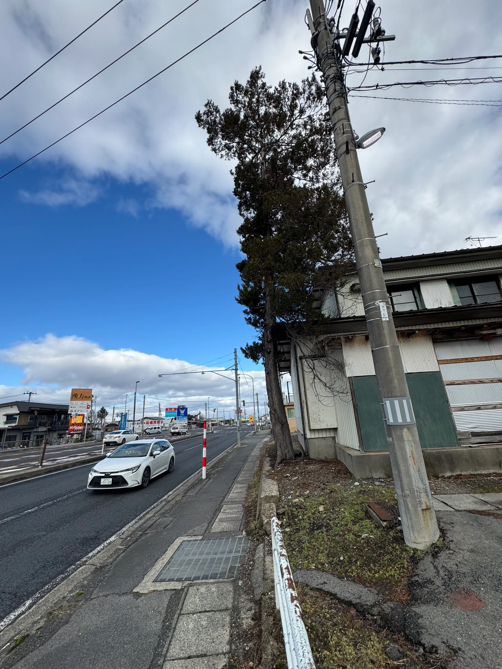 大木の伐採 (1) 施工前