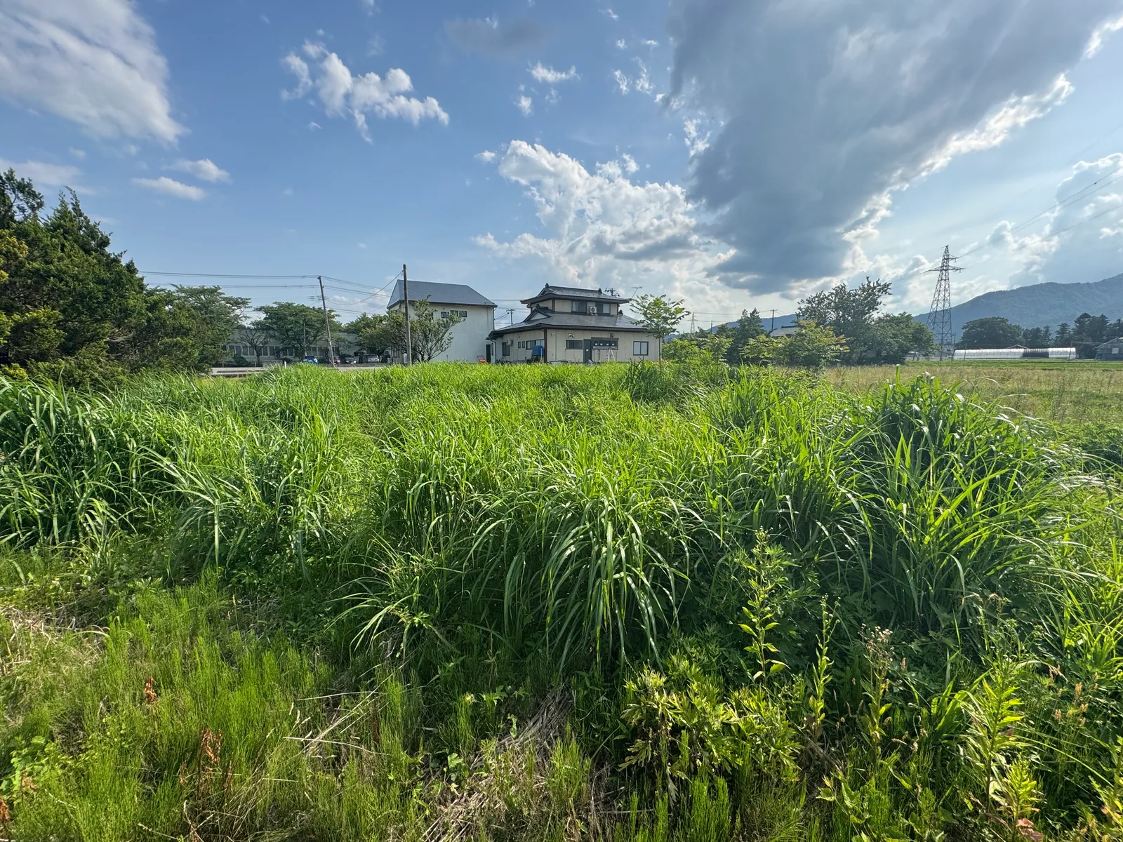 大規模草刈り 施工前