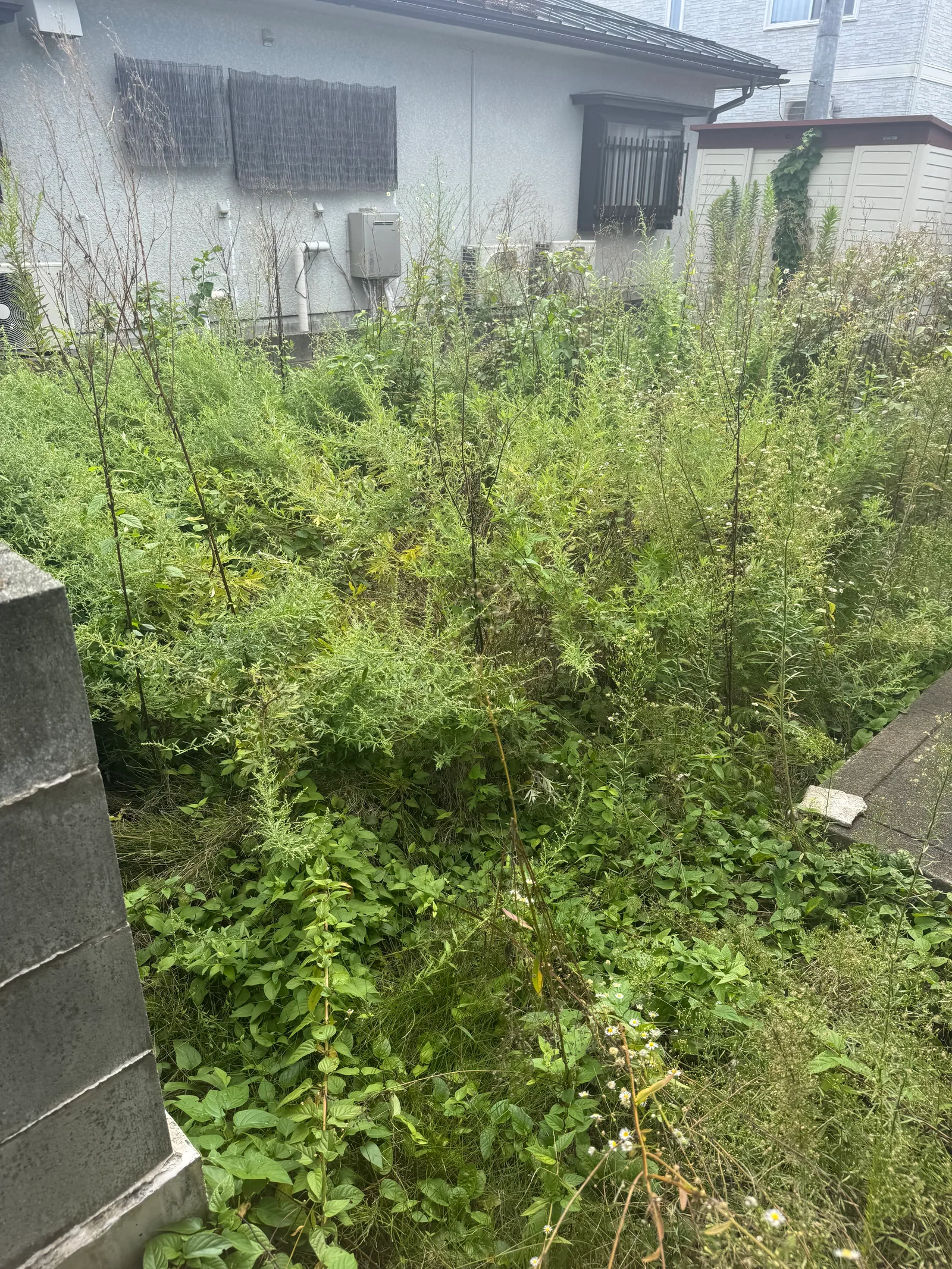 空き地・私有地の草刈り 施工前