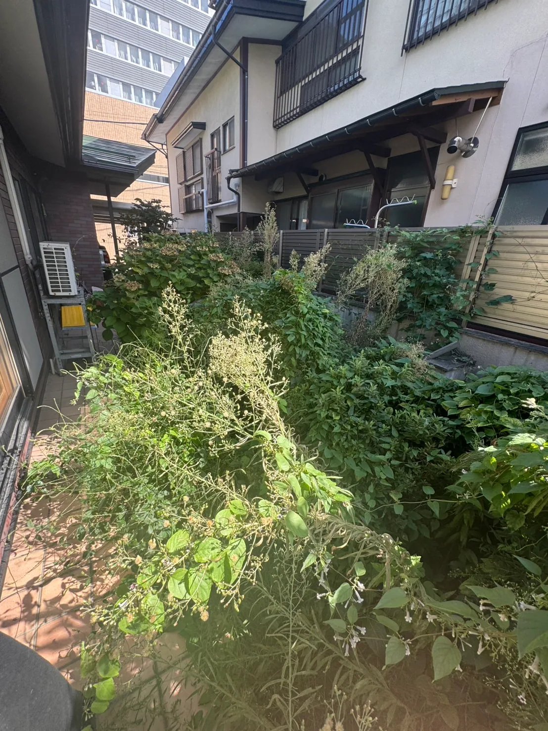 草刈り + 庭木剪定 施工前