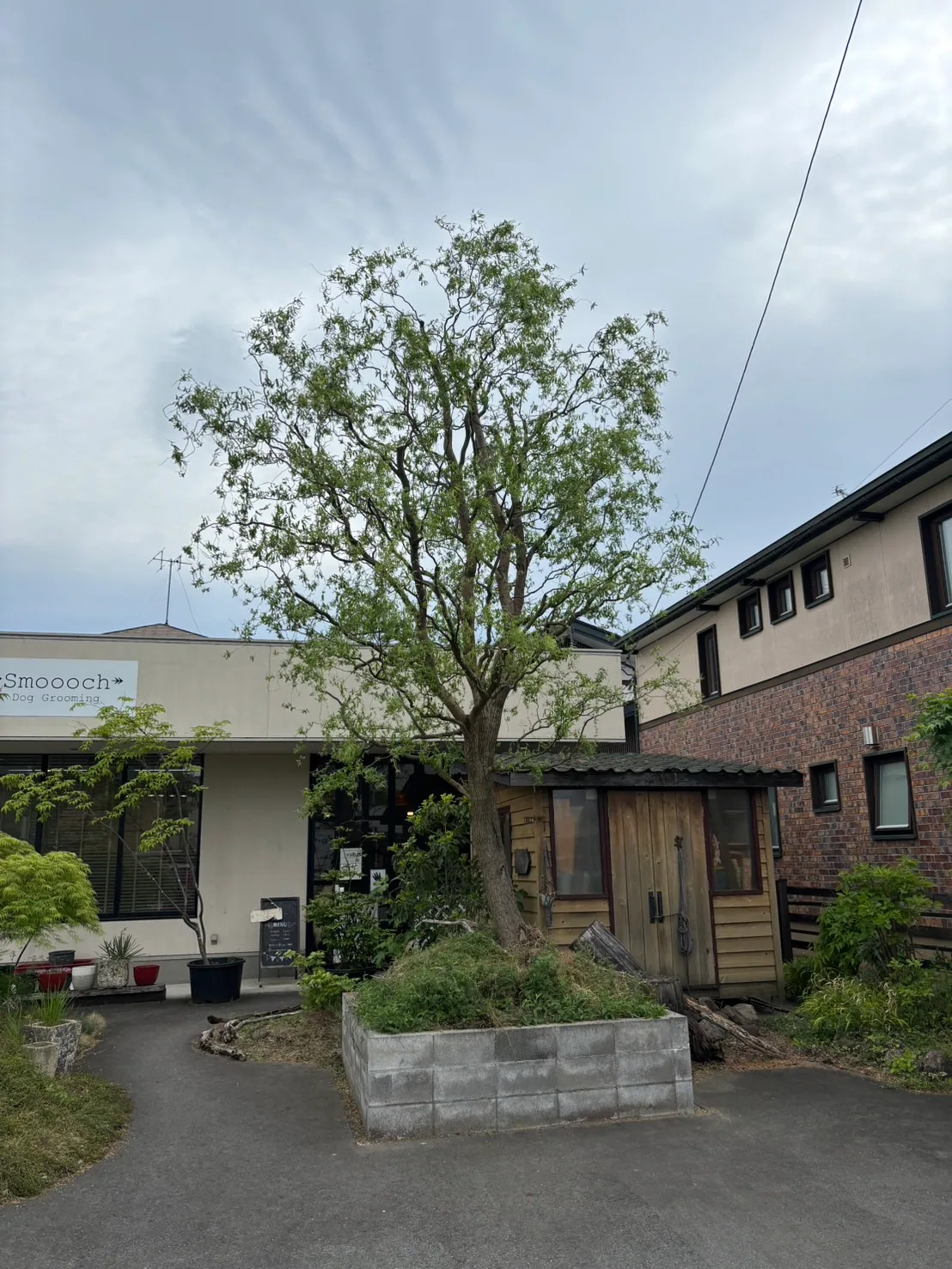 庭木の剪定 (2) 施工後