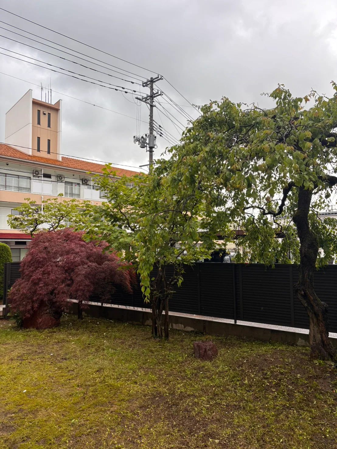 庭木の剪定 (1) 施工前