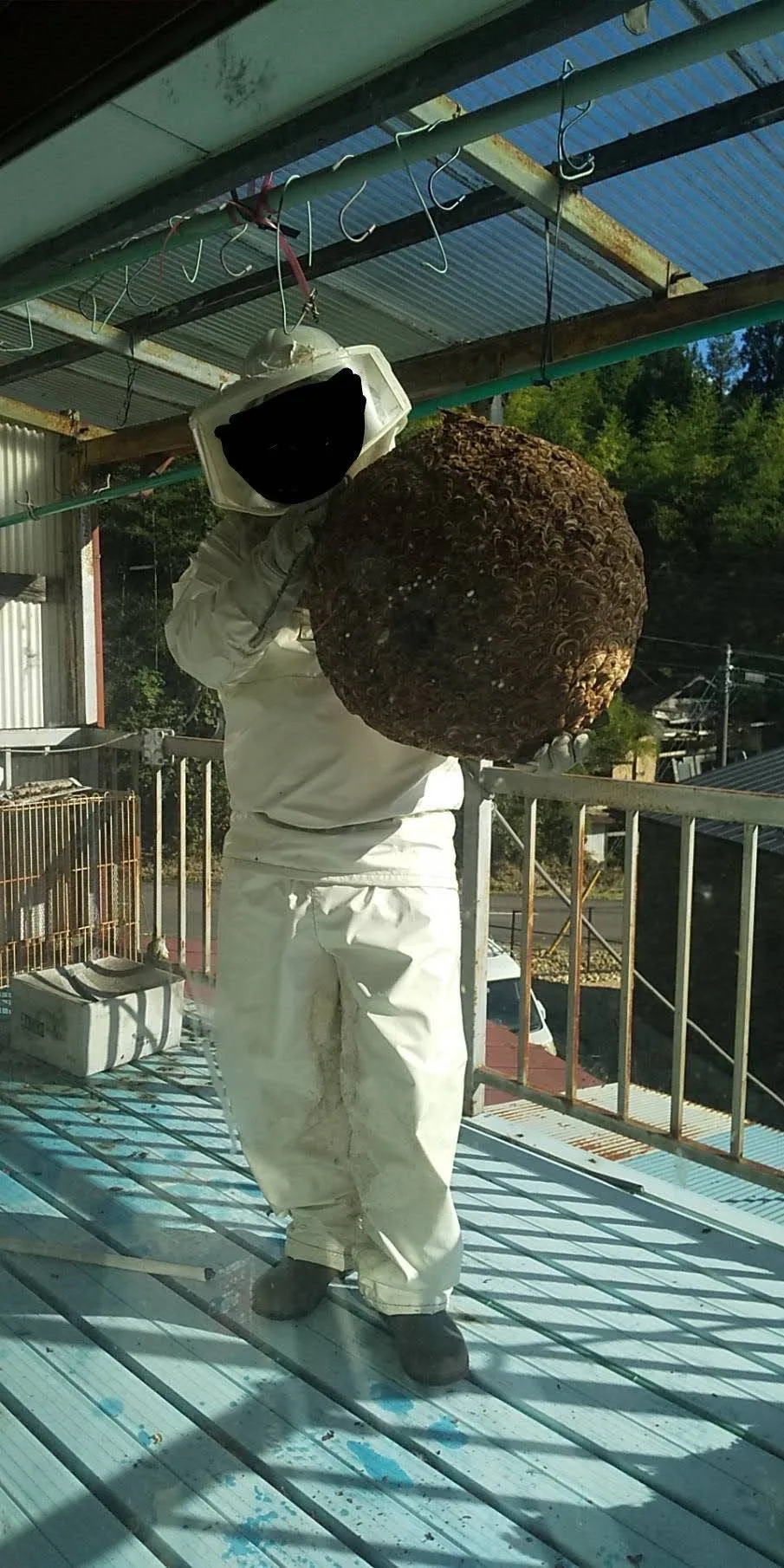 撤去後の大きなスズメバチの巣